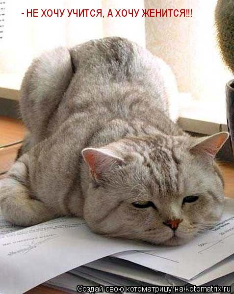 Котоматрица: - НЕ ХОЧУ УЧИТСЯ, А ХОЧУ ЖЕНИТСЯ!!!