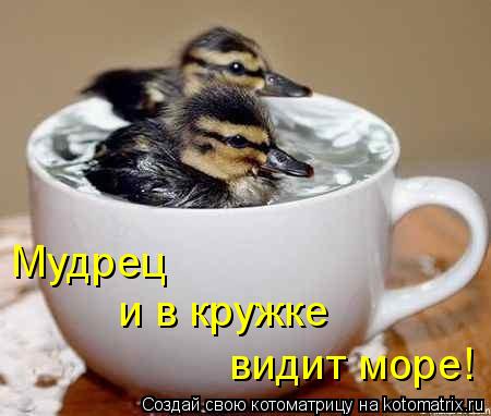 Мудрец и в кружке видит море!... Котоматрица: Мудрец и в кружке видит море!