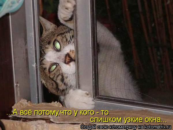 Котоматрица: ...А всё потому,что у кого - то слишком узкие окна...