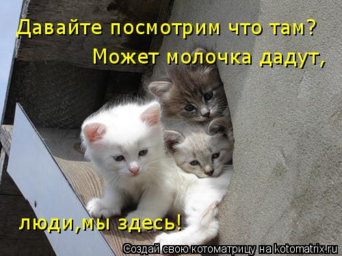 Котоматрица: Давайте посмотрим что там? Может молочка дадут, люди,мы здесь!
