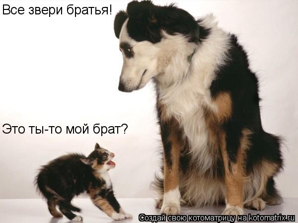 Котоматрица: Все звери братья! Это ты-то мой брат?