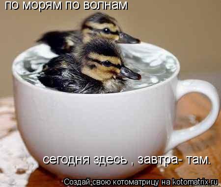 Котоматрица: по морям по волнам сегодня здесь , завтра- там.