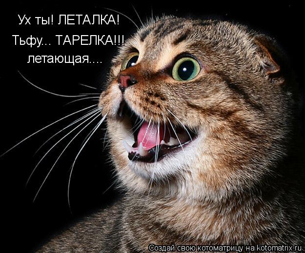 Ух ты! ЛЕТАЛКА! Тьфу... ТАРЕЛКА!!! летающая....... Котоматрица: Ух ты! ЛЕТАЛКА! Тьфу... ТАРЕЛКА!!! летающая....