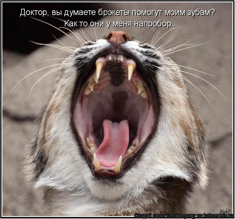 Котоматрица: Доктор, вы думаете брэкеты помогут моим зубам? Как то они у меня напробор...