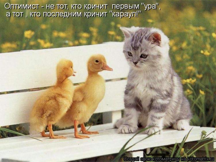 Оптимист - не тот, кто кричит первым "ура", а тот , кто последним кричит "караул!"... Котоматрица: Оптимист - не тот, кто кричит первым "ура", а тот , кто последним кричит "караул!"