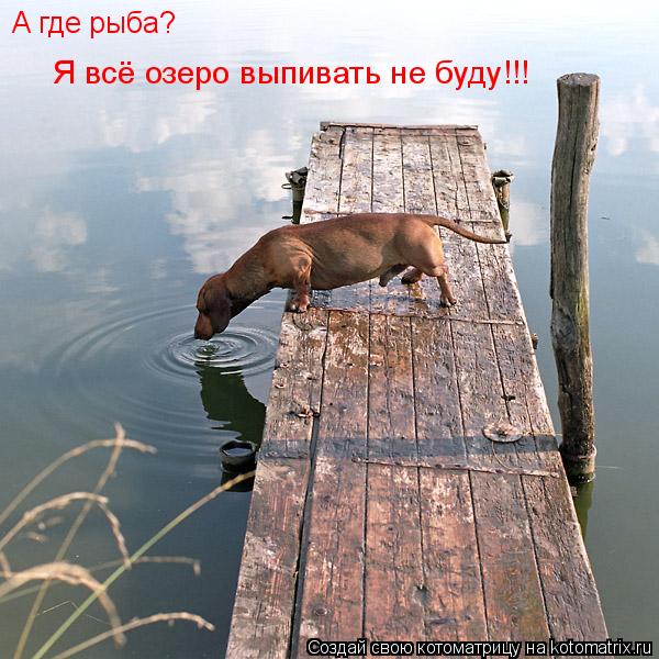А где рыба? Я всё озеро выпивать не буду!!!... Котоматрица: А где рыба? Я всё озеро выпивать не буду!!!