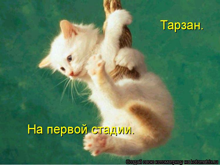Котоматрица: Тарзан. На первой стадии.