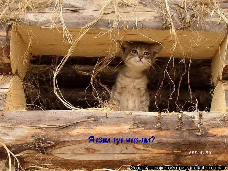 Котоматрица: Я сам тут что-ли? Я сам тут что-ли?