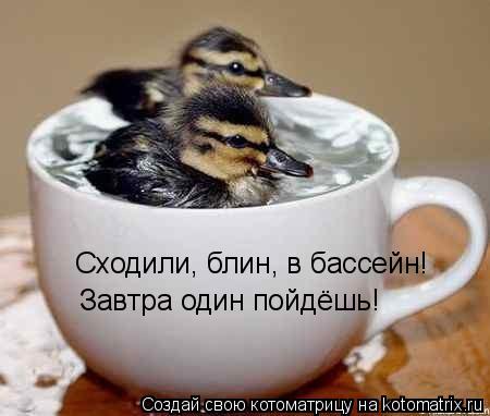 Котоматрица: Сходили, блин, в бассейн! Завтра один пойдёшь!