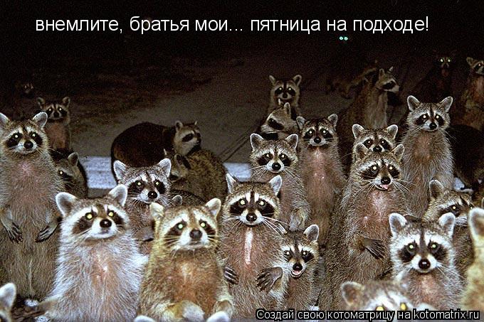 Котоматрица: внемлите, братья мои... пятница на подходе!