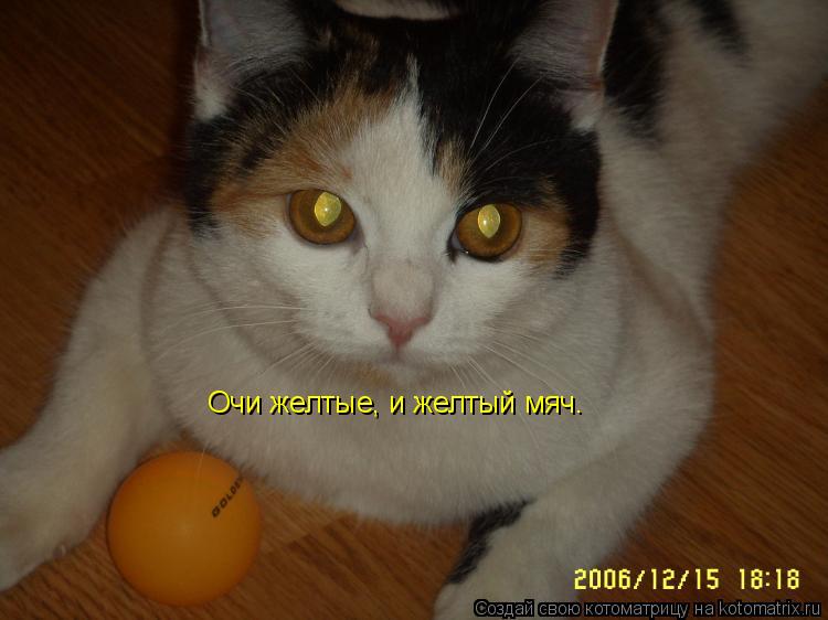 Котоматрица: Очи желтые, и желтый мяч.