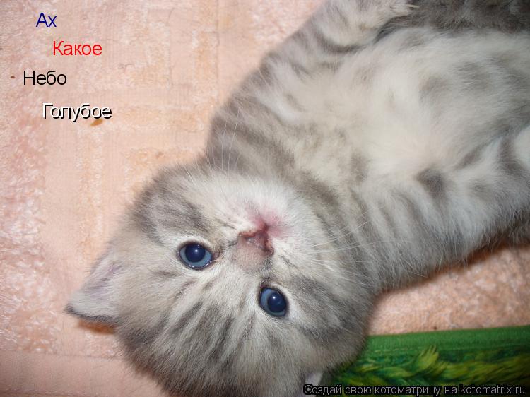 Котоматрица: Ах  Какое  Небо Голубое