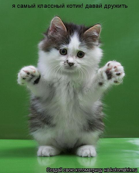 я самый классный котик! давай дружить... Котоматрица: я самый классный котик! давай дружить