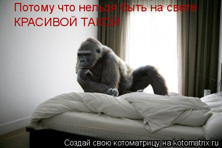 Котоматрица: Потому что нельзя быть на свете КРАСИВОЙ ТАКОЙ
