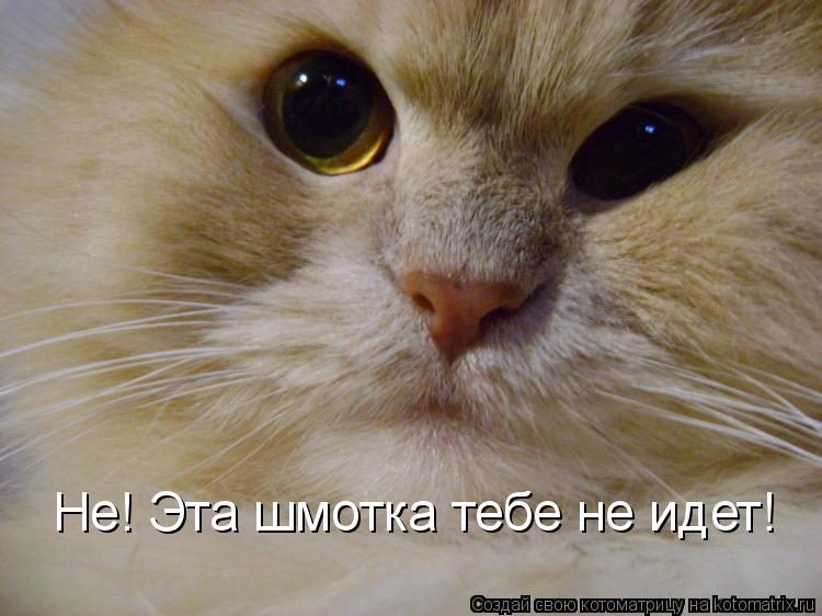 Не! Эта шмотка тебе не идет!... Котоматрица: Не! Эта шмотка тебе не идет!