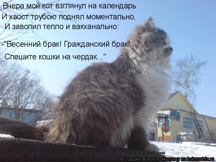 Котоматрица: Вчера мой кот взглянул на календарь И хвост трубою поднял моментально, И завопил тепло и вакханально: -"Весенний брак! Гражданский брак! Спе