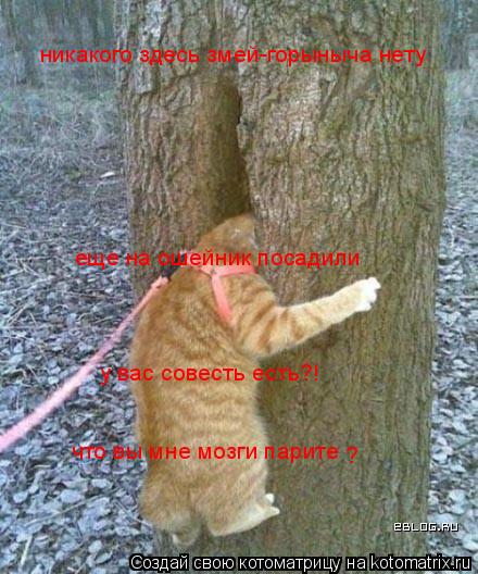 никакого здесь змей-горыныча нету что вы мне мозги парите ? еще на ошейник посадили у вас совесть ест... Котоматрица: никакого здесь змей-горыныча нету что вы мне мозги парите ? еще на ошейник посадили у вас совесть есть?!