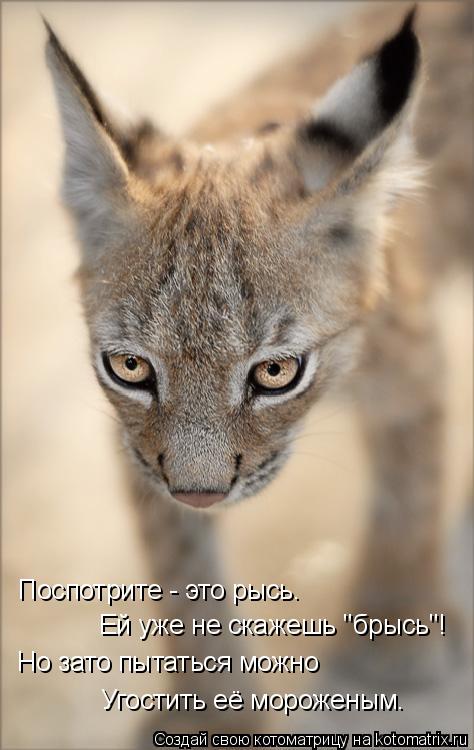 Котоматрица: Поспотрите - это рысь. Ей уже не скажешь "брысь"! Но зато пытаться можно Угостить её мороженым.