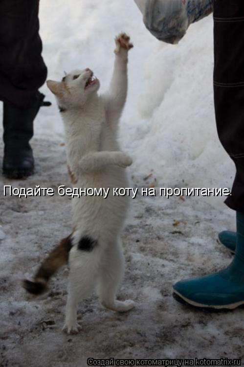 Подайте бедному коту на пропитание.... Котоматрица: Подайте бедному коту на пропитание.