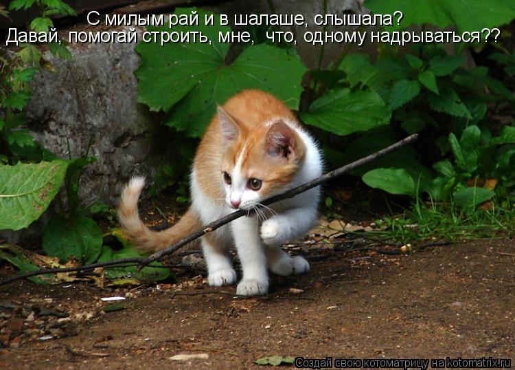 С милым рай и в шалаше, слышала? Давай, помогай строить, мне, что, одному надрываться??... Котоматрица: С милым рай и в шалаше, слышала? Давай, помогай строить, мне, что, одному надрываться??