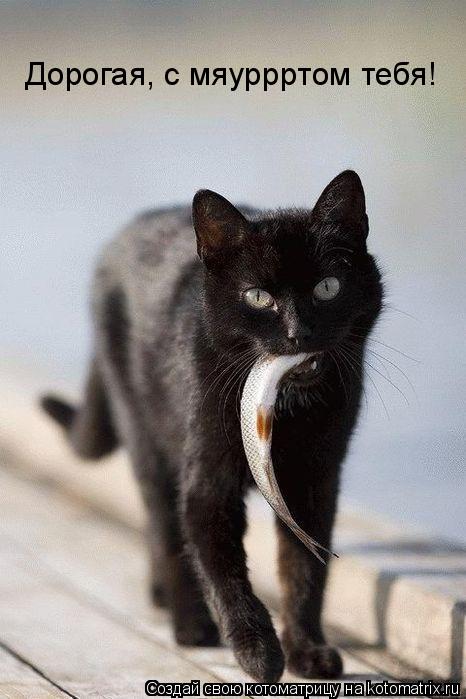 Котоматрица: Дорогая, с мяуррртом тебя!