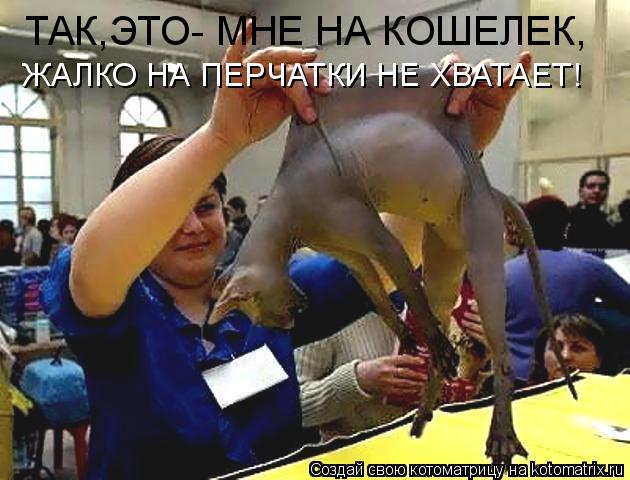 ТАК,ЭТО- МНЕ НА КОШЕЛЕК, ЖАЛКО НА ПЕРЧАТКИ НЕ ХВАТАЕТ!... Котоматрица: ТАК,ЭТО- МНЕ НА КОШЕЛЕК, ЖАЛКО НА ПЕРЧАТКИ НЕ ХВАТАЕТ!
