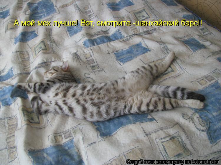 Котоматрица: А мой мех лучше! Вот, смотрите -шанхайский барс!!