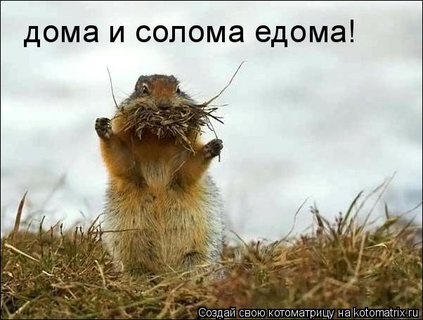 дома и солома едома!... Котоматрица: дома и солома едома!