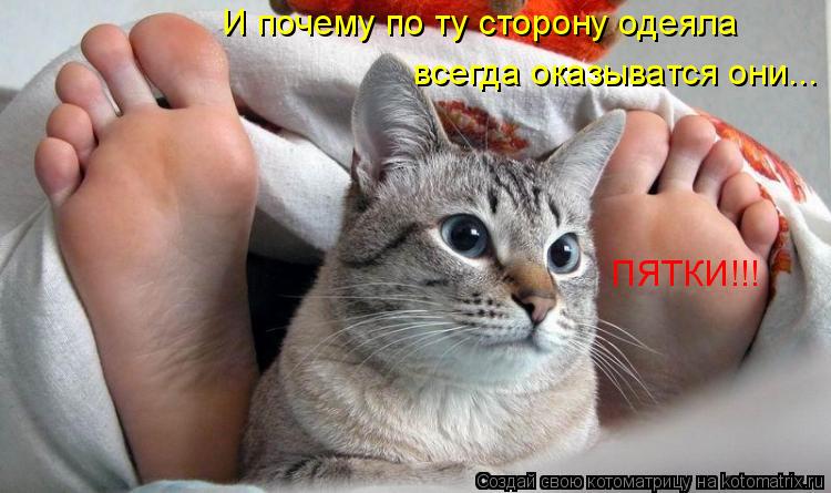 Котоматрица: И почему по ту сторону одеяла всегда оказыватся они... ПЯТКИ!!!