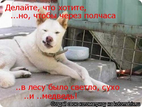 Котоматрица: Делайте, что хотите, ...но, чтобы через полчаса ..в лесу было светло, сухо  ..и ..медведь!