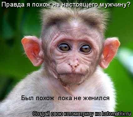Котоматрица: Правда я похож на настоящего мужчину? Был похож  пока не женился