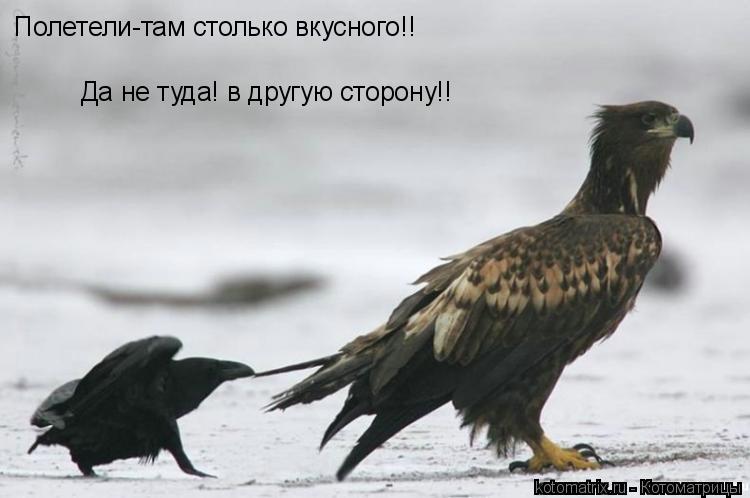Полетели-там столько вкусного!! Да не туда! в другую сторону!!... Котоматрица: Полетели-там столько вкусного!! Да не туда! в другую сторону!!