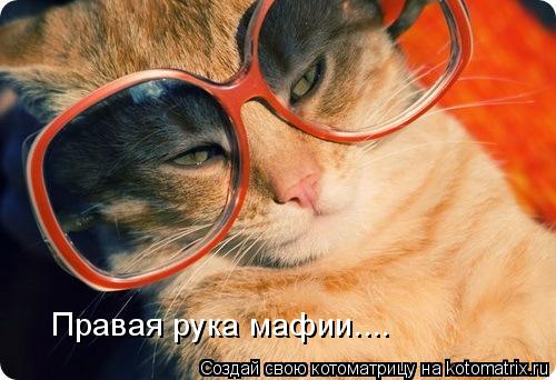 Котоматрица: Правая рука мафии....