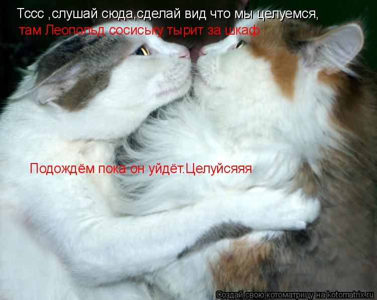 Котоматрица: Тссс ,слушай сюда,сделай вид что мы целуемся, там Леопольд сосиську тырит за шкаф . Подождём пока он уйдёт.Целуйсяяя