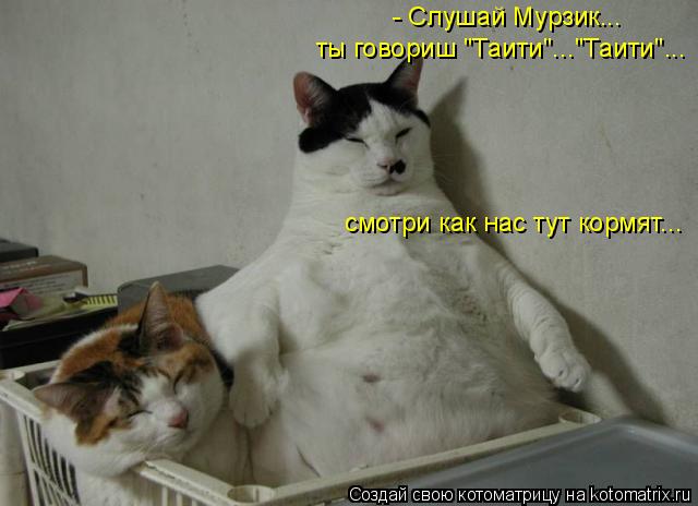 - Слушай Мурзик... ты говориш "Таити"..."Таити"... смотри как нас тут кормят...... Котоматрица: - Слушай Мурзик... ты говориш "Таити"..."Таити"... смотри как нас тут кормят...