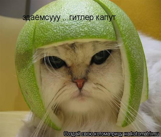 Котоматрица: здаёмсууу ...гитлер капут