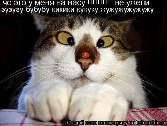 чо это у меня на насу !!!!!!!! не ужели эуэуэу-бубубу-кикики-кукуку-жужужужужужу... Котоматрица: чо это у меня на насу !!!!!!!! не ужели эуэуэу-бубубу-кикики-кукуку-жужужужужужу