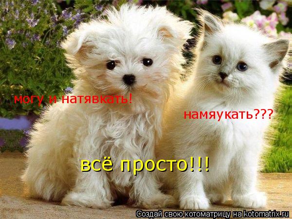 Котоматрица: намяукать??? могу и натявкать! всё просто!!!