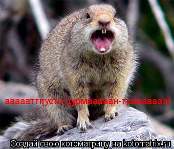 аааааттпусти дурмааааан-травааааа!... Котоматрица: аааааттпусти дурмааааан-травааааа!