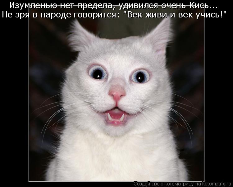 Котоматрица: Изумленью нет предела, удивился очень Кись... Не зря в народе говорится: "Век живи и век учись!"