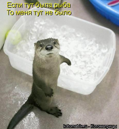 Если тут была рыба То меня тут не было... Котоматрица: Если тут была рыба То меня тут не было