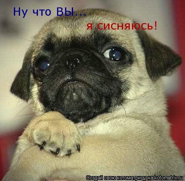 Котоматрица: Ну что ВЫ... я сисняюсь!