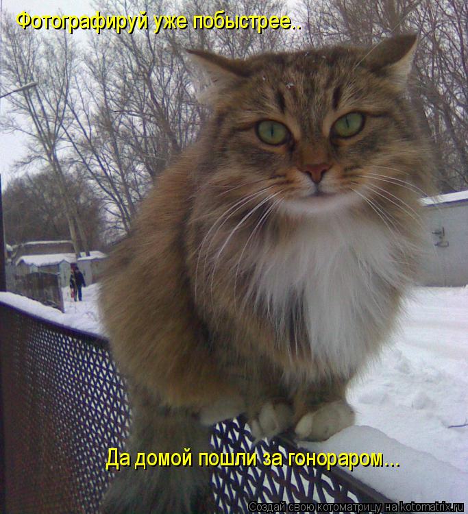 Котоматрица: Фотографируй уже побыстрее.. Да домой пошли за гонораром...
