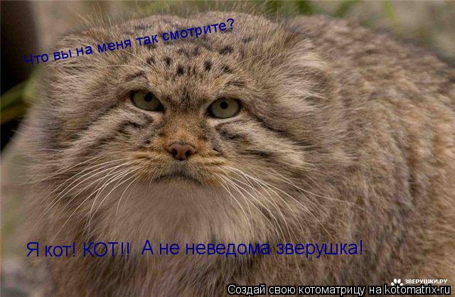Котоматрица: Что вы на меня так смотрите? Я кот! КОТ!!  А не неведома зверушка!