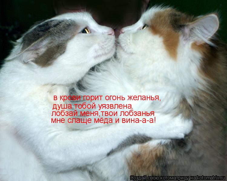Котоматрица: в крови горит огонь желанья, душа тобой уязвлена. лобзай меня,твои лобзанья мне слаще мёда и вина-а-а!