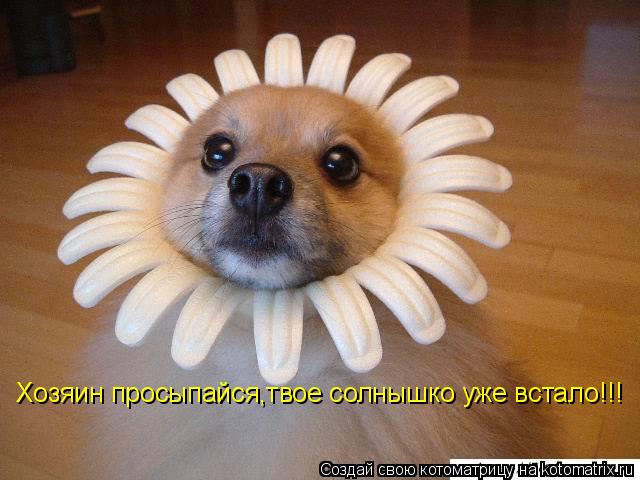Котоматрица: Хозяин просыпайся,твое солнышко уже встало!!!