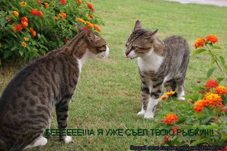 Котоматрица: БЕЕЕЕЕЕ!!!А Я УЖЕ СЪЕЛ ТВОЮ РЫБКУ!!!!