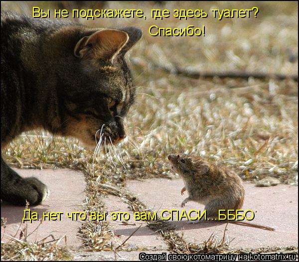 Котоматрица: Вы не подскажете, где здесь туалет? Спасибо! Да нет что вы это вам СПАСИ...БББО