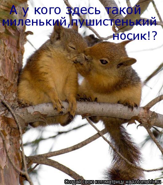 Котоматрица: А у кого здесь такой  миленький,пушистенький  носик!?