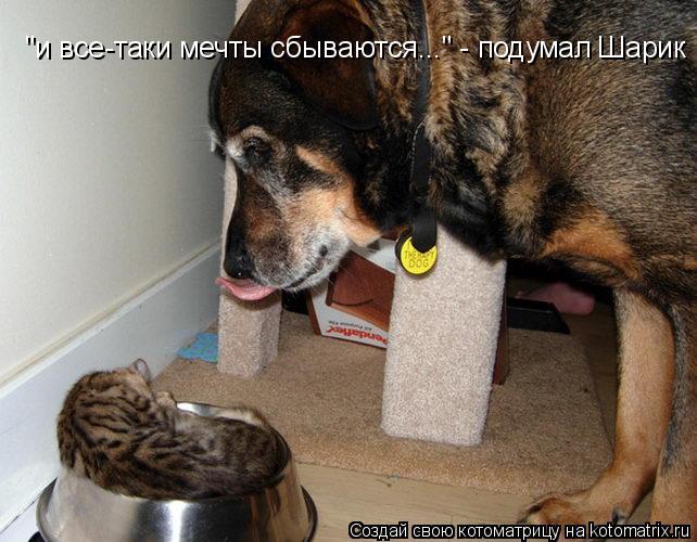 "и все-таки мечты сбываются..." - подумал Шарик... Котоматрица: "и все-таки мечты сбываются..." - подумал Шарик